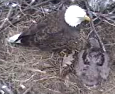 Barton's Cove eaglet