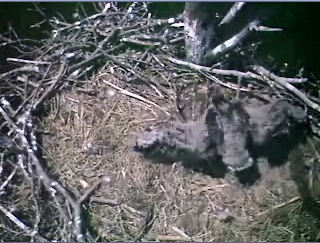 Barton's Cove eaglet