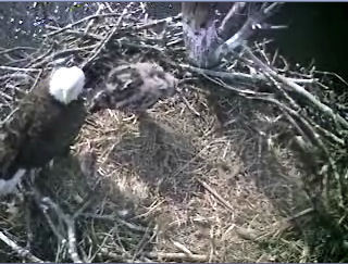 Barton's Cove eaglet