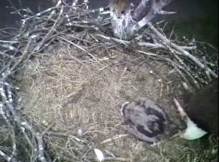 Barton's Cove eaglet