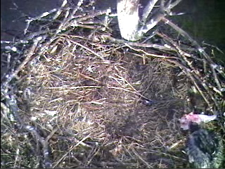 Barton's Cove eaglet