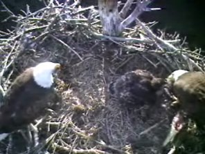 Barton's Cove eaglet