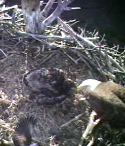 Barton's Cove eaglet