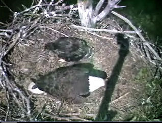 Barton's Cove eaglet