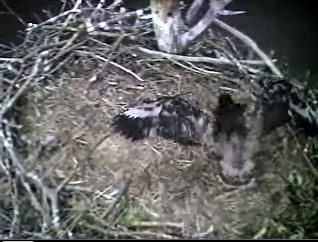 Barton's Cove eaglet