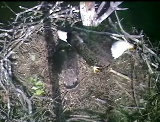 Barton's Cove eaglet