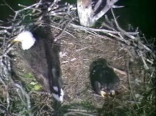 Barton's Cove eaglet