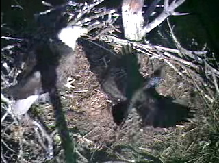 Barton's Cove eaglet