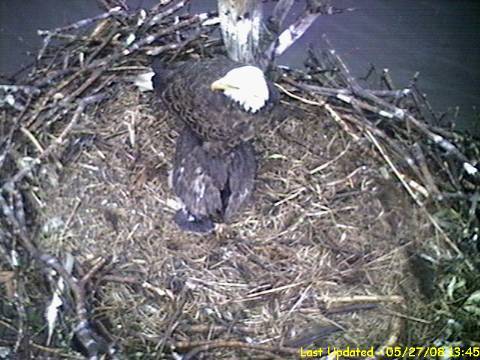 Barton's Cove eaglet