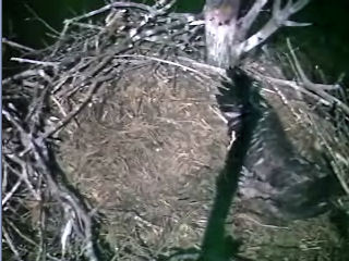 Barton's Cove eaglet