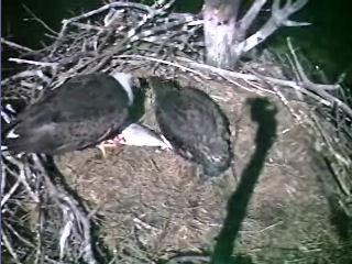Barton's Cove eaglet