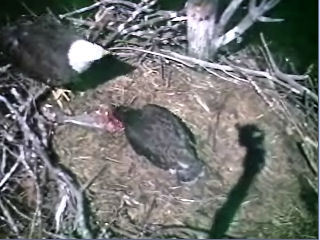 Barton's Cove eaglet