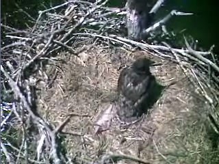 Barton's Cove eaglet