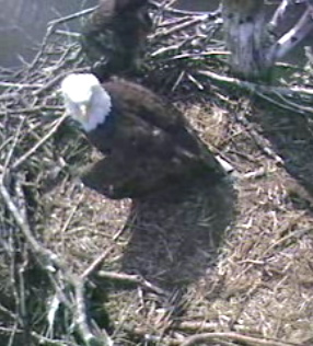 Barton's Cove eaglet