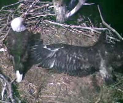 Barton's Cove eaglet