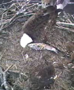 Barton's Cove eaglet