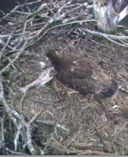 Barton's Cove eaglet
