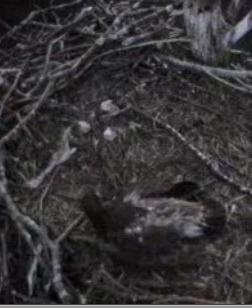 Barton's Cove eaglet