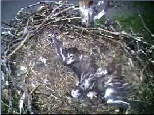 Barton's Cove eaglet