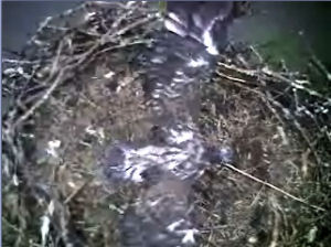 Barton's Cove eaglet