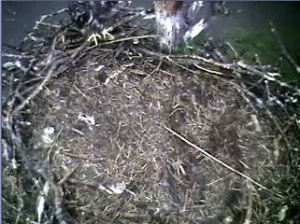 Barton's Cove eaglet