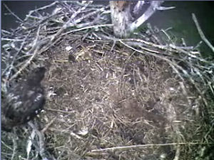 Barton's Cove eaglet
