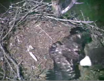 Barton's Cove eaglet