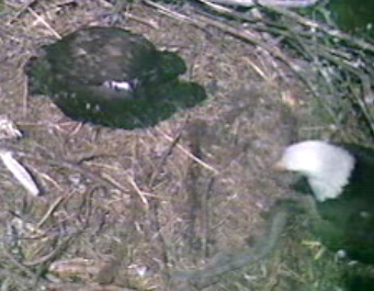 Barton's Cove eaglet
