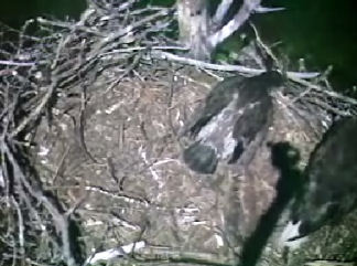 Barton's Cove eaglet