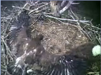 Barton's Cove eaglet