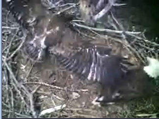 Barton's Cove eaglet