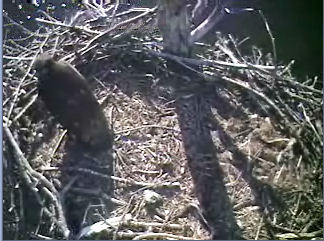 Barton's Cove eaglet