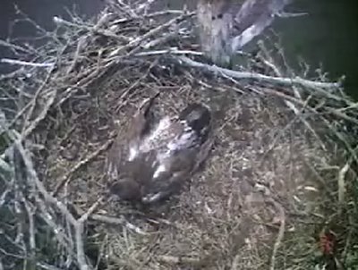 Barton's Cove eaglet