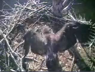 Barton's Cove eaglet