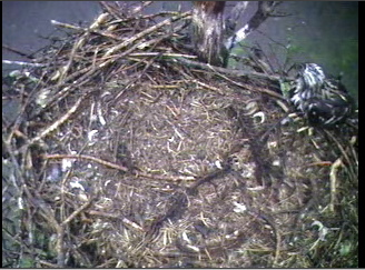 Barton's Cove eaglet