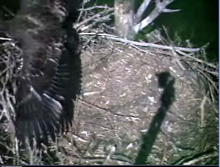 Barton's Cove eaglet
