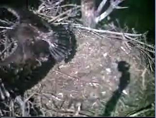 Barton's Cove eaglet