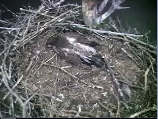 Barton's Cove eaglet