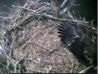 Barton's Cove eaglet