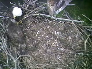 Barton's Cove eaglet