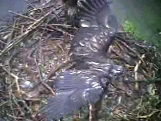 Barton's Cove eaglet