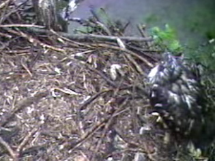 Barton's Cove eaglet