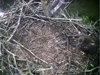 Barton's Cove eaglet