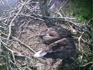 Barton's Cove eaglet