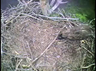 Barton's Cove eaglet