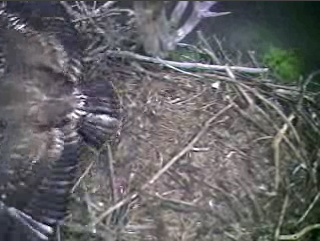 Barton's Cove eaglet