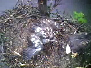 Barton's Cove eaglet