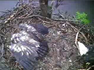 Barton's Cove eaglet