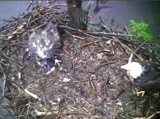 Barton's Cove eaglet