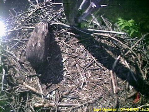 Barton's Cove eaglet
